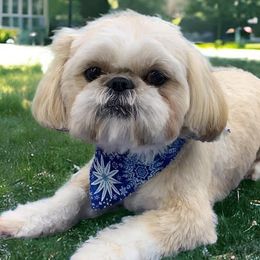 Shih Tzus from Kelly Clark's Shih Tzu