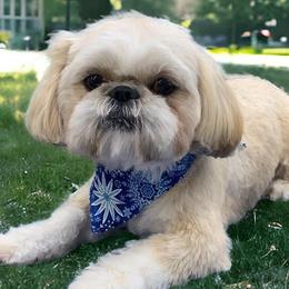 Shih Tzus from Kelly Clark's Shih Tzu