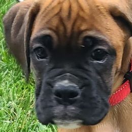Boxers from Torres Kennel