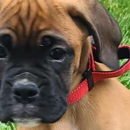 Boxers from Torres Kennel