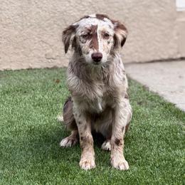 Vixen - Miniature Australian Shepherd