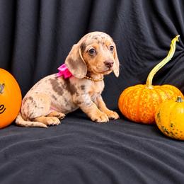 Sarabi AKC   (5,500) - Dapple female Dachshund puppy in Indian Trail, North Carolina from Hilda’s Teenie Weenies
