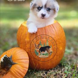 Coral - Blue merle and white female American Corgi puppy in Cameron, North Carolina from Butts Family Corgis