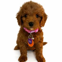 Pink Girl - Red  female Goldendoodle puppy in Hot Springs, Arkansas from Hot Springs Kennels