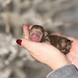 Titus - Tricolors male French Bulldog puppy in Morton, Illinois from That Gurl K9s