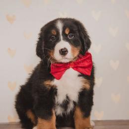 Bernese Mountain Dog and Golden Retriever Puppies from J & J Meadows