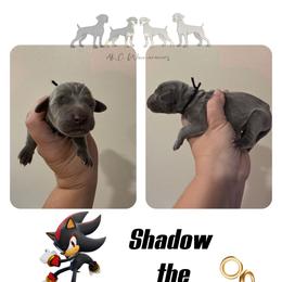 SHADOW THE HEDGEHOG - Blue male Weimaraner puppy in Ferrum, Virginia from LAAT Weims