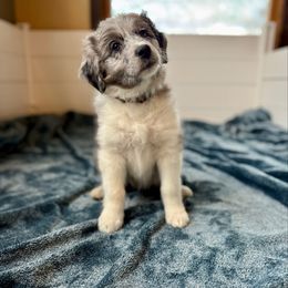 Nova - Blue merle female Australian Shepherd puppy in Columbia Falls, Montana from Firefly Horse Co Wellness Retreat Center