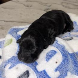 Apache - Black male Dachshund puppy in Heber Overgaard, Arizona from Sonoran Doxies