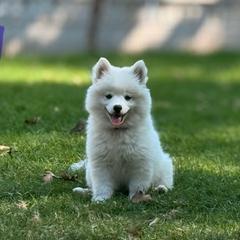 Lepus - White male American Eskimo Dog puppy in Squaw Valley, California from Bear Mountain