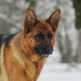 Baya - German Shepherd