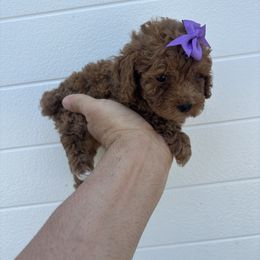 Tracey - Red  female Poodle puppy in Mint Hill, North Carolina from DoodleForever