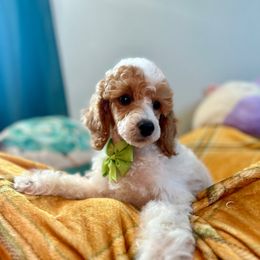 Green collar - Parti male Poodle puppy in Adolphus, Kentucky from Deerly Poodles & Doodles