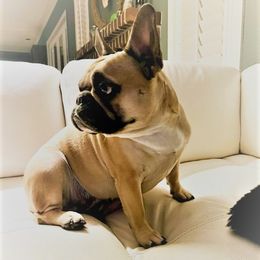 Teddy - French Bulldog