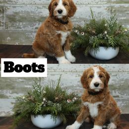 Bernedoodle and Goldendoodle Puppies from Dolly's Doodles