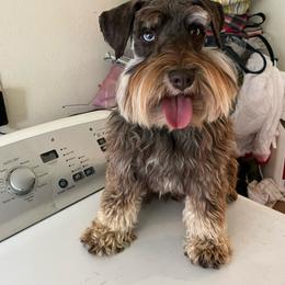 Kirby - Miniature Schnauzer