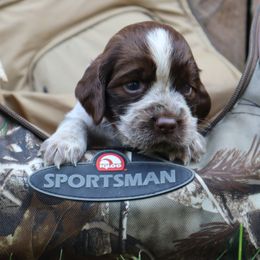 English Springer Spaniel Puppies from White Pine Springer Spaniels