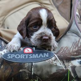 English Springer Spaniel Puppies from White Pine Springer Spaniels