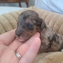 Boy1 - Blue merle male Bernedoodle puppy in Lafayette, Alabama from Williams Lake Doodles