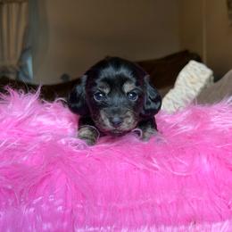 Dixie - Black and cream female Dachshund puppy in Hornbeck, Louisiana from A&Z Mini Dachshunds