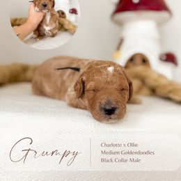 Grumpy - Apricot male Goldendoodle puppy in Hiddenite, North Carolina from Rose and Reid Doodles