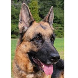Journee - German Shepherd