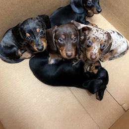 Dachshund Puppies from KCK9 Dachshunds