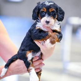 Tiger Lily - Tri-color female Bernedoodle puppy in Dundee, Ohio from Down Home Doodle