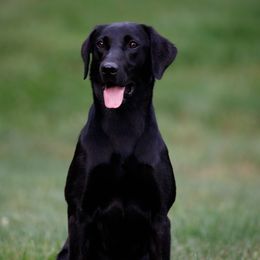 Dot - Labrador Retriever