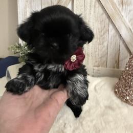 Gretel - Black and white female Shih Tzu puppy in Glens Falls, New York from Shih Tzus N Giggles