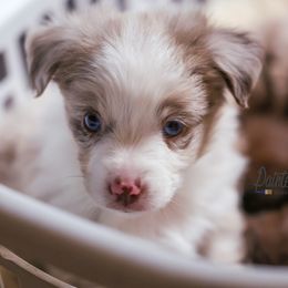 Australian Shepherd, Miniature American Shepherd, Miniature Australian Shepherd, and Toy Australian Shepherd Puppies from Painted Blue Aussies