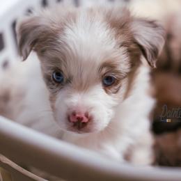 Australian Shepherd, Miniature American Shepherd, Miniature Australian Shepherd, and Toy Australian Shepherd Puppies from Painted Blue Aussies