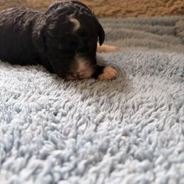 Josh - Black and white male Bernedoodle puppy in Rochester, Massachusetts from Harmony Hill Doodles