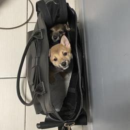 Shiba Inu Puppies from The Animal Farm Shiba Inus & Mameshibas