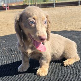 Dachshund Puppies from SchmooterBabies