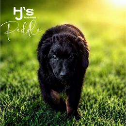 Peddle - Black tri-color male Australian Shepherd puppy in Pomeroy, Ohio from HJ's Aussies
