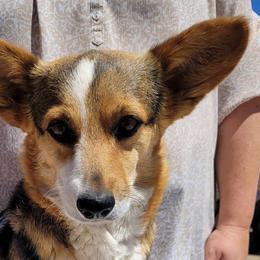 Pembroke Welsh Corgis from D-S Ranch Corgis