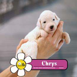 Chrys - White male Sheepadoodle puppy in Cleveland, Tennessee from Narrow Path Old English & Sheepadoodles