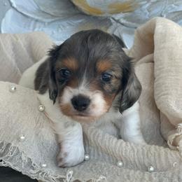 Baby Daisy - Dapple female Dachshund puppy in Saint Peter, Illinois from Ashton’s Doxies of Southern IL