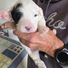 Boy 5 - Black and white male Portuguese Water Dog puppy in Indianola, Utah from Mlee puppies