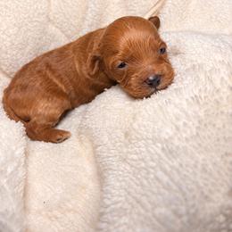 Maple - Red female Cockapoo puppy in Ellaville Ga, Georgia from Lakeside Cockapoos