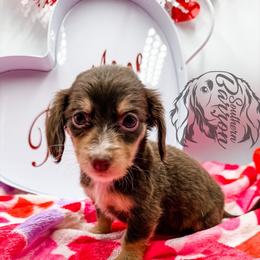 Penny - Chocolate and cream female Dachshund puppy in Prairieville, Louisiana from Southern Barron Danes & Dachshunds