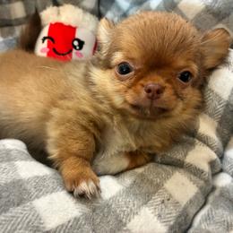 Pecan - Fawn female Chihuahua puppy in Summerfield, Florida from Impeccable's Boutique & Ethical Breeder for the educated & discriminating ONLY