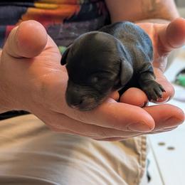 America - Black and tan female Dachshund puppy in Indianapolis, Indiana from Englehaus Dachshunds