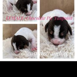 Chocolate Tanpoint Pie - Chocolate and white female Great Dane puppy in Greenville, South Carolina from Allen’s Ridge Ranch