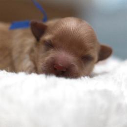 Mr. Dark Blue Collar - Cream male Maltipoo puppy in Springtown, Texas from North Texas Puppies