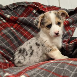 American Corgi Puppies from Bitty B Farms