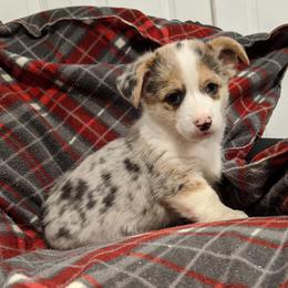 American Corgi Puppies from Bitty B Farms