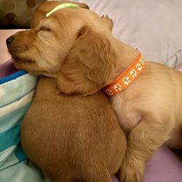 Dachshund Puppies from Penny’s Promises