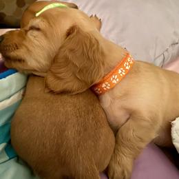Dachshund Puppies from Penny’s Promises
